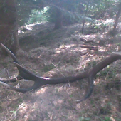 krasasvec z mladinky