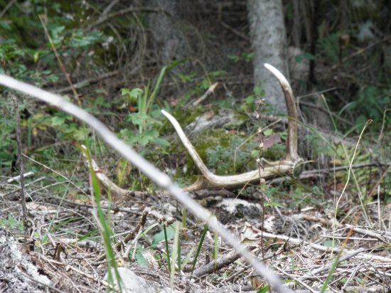 zabudnuty nad kopancom