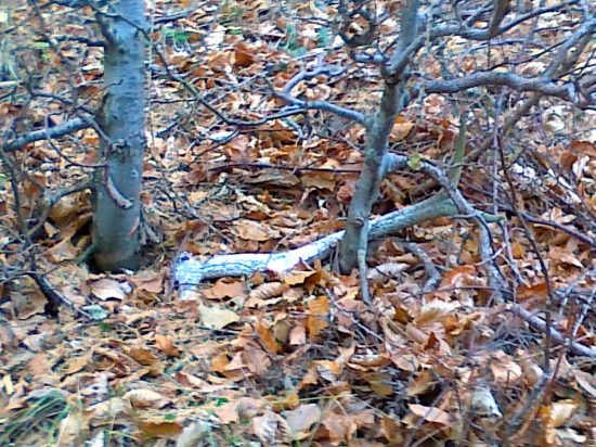 nevsymnuty zabudnuty