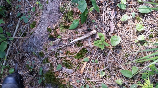 prvi zhod mojho stvor rocneho sina