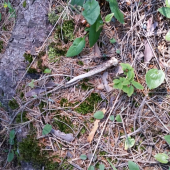 prvi zhod mojho stvor rocneho sina