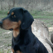 kopov