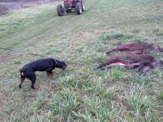 Spoločná poľovačka