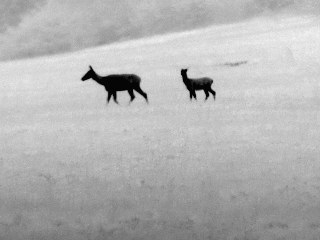 Jelenia zver v prírode záber termokamerou