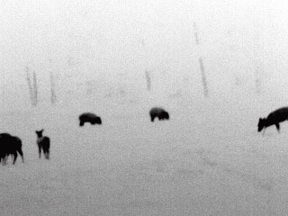 Jelenia a diviačia zver v noci.