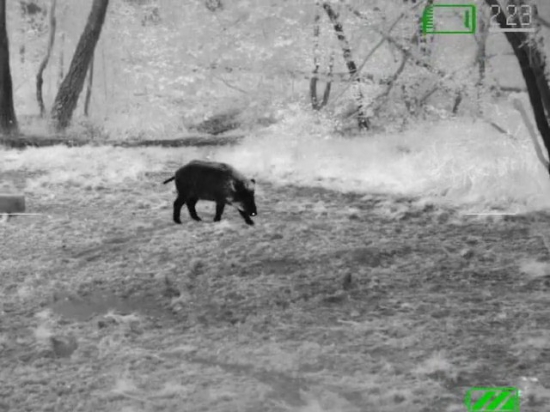 Diviak na vzdialenosť 180m.