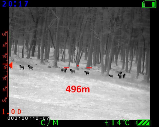 Muflonia zver v termovízii na 500m. A vidieť aj tulajky...