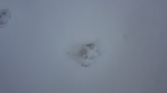 Poradítemi niekto čo je toto za stopa