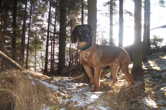 Bára (9 měsíců ) na procházce po revíru.