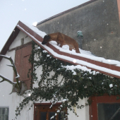 Kaskadérka