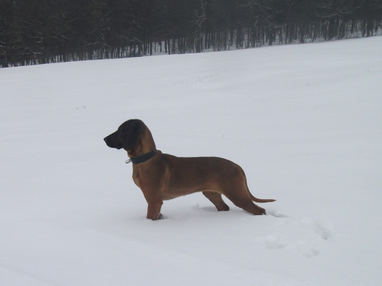 (Bára) Včera pří krnení zvěře