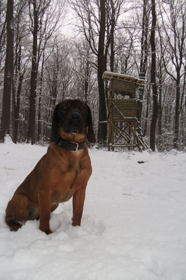 Dnes v lese pří krmení .