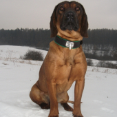 Bayrischen Gebirgsschweisshund - Bára