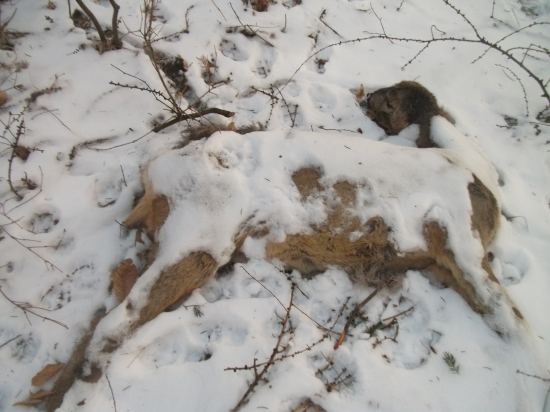 Paní Zima úřaduje