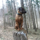 Dnes na shozech