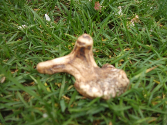 Lopata kapitálního danka