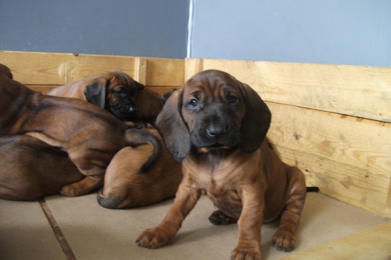 Na návštěvě u chovatele BB