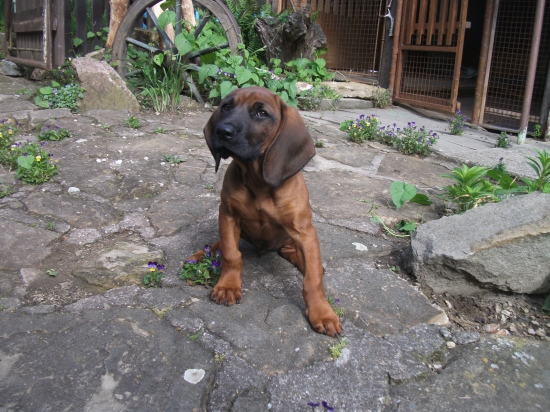 Lady Diana  Z Hradištnice