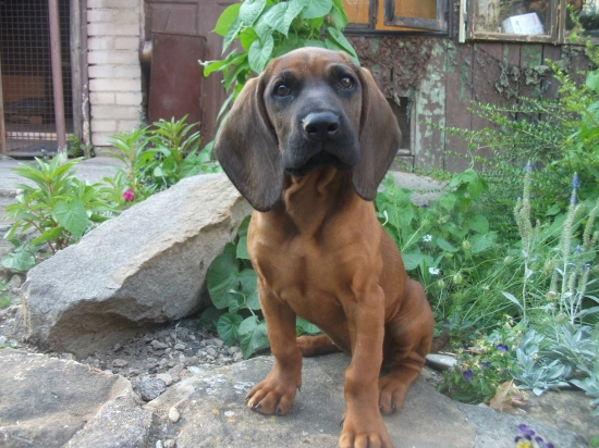 DIANA ( měla s pekla štěstí)