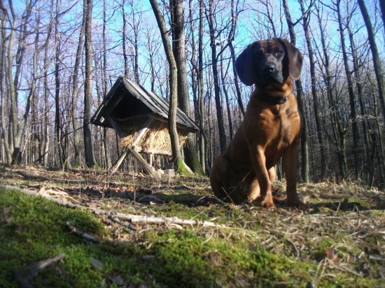 Krmeleček dědeček.....