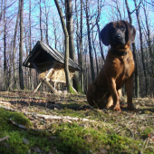 Krmeleček dědeček.....