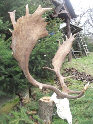 Můj zlatý a životní