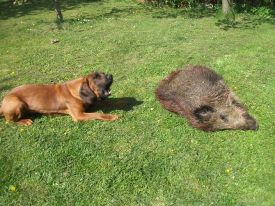 Dobrá každá příležitost