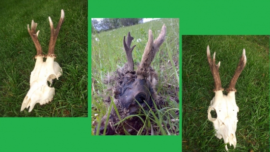 Úhyn - před a po .....