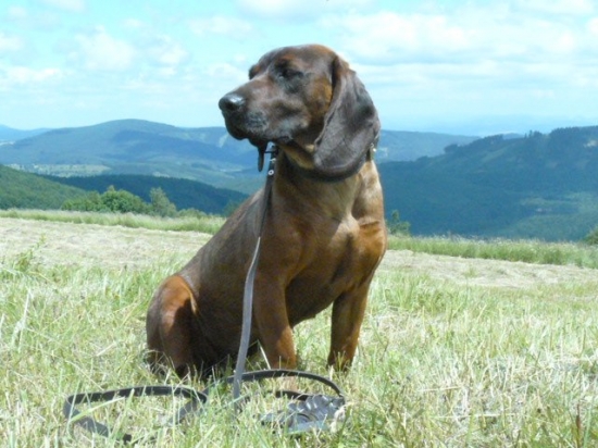 Diana z Hradištnice.....