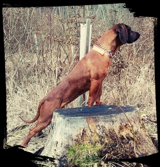 ,,,na sčítání zvěře