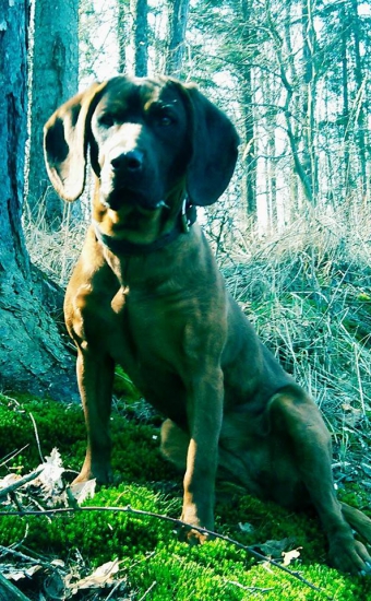 jarní prochajda po revíru