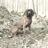 Diana z Hradištnice.....