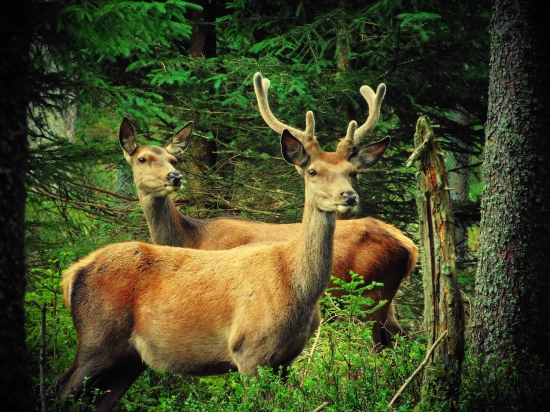 ŠUMAVA