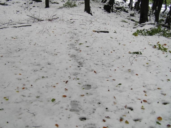 100 meetrov od chaty