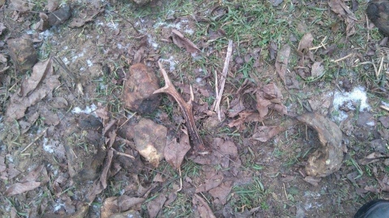 prekvapenie pri krmelci