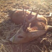 Srnec zo sobotného rána