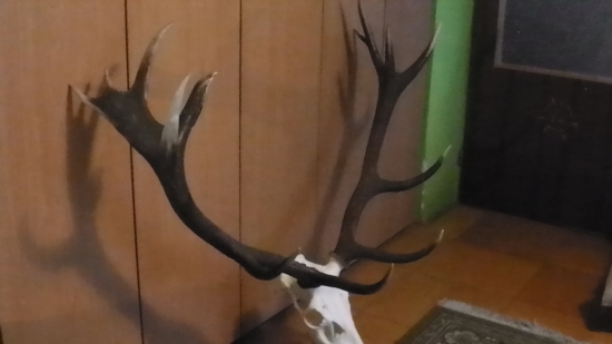 kruta dan ruje... skoda ho...