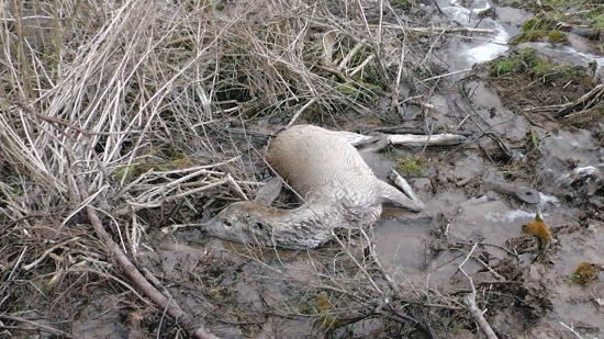 vycerpana dozila  v jarku...