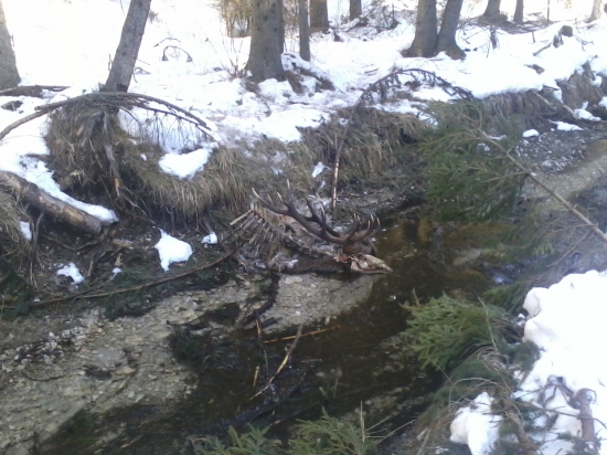 Vlčia svorka uradovala..