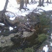 Vlčia svorka uradovala..