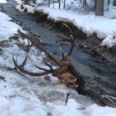 Po vytiahnuti z jarku ..ID 263076