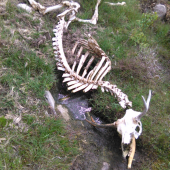 Los mokradovy...juzne svedsko..