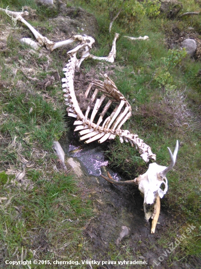 Los mokradovy...juzne svedsko..
