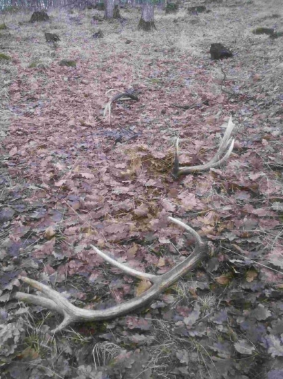 Minulorocne ale potesia!