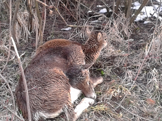 Kruty obraz neskorej zimy.....