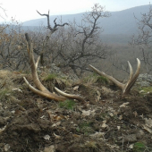 dnesna parka na ,,kamenci,, ......