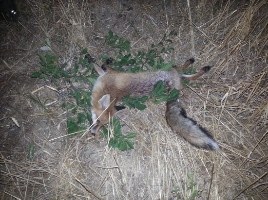 Z pod starého duba.....