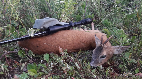 Jánovský srnec zo starej vinice. .