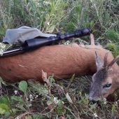 Jánovský srnec zo starej vinice. .
