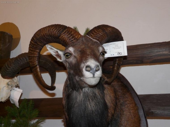 Chovateľská prehliadka vo Svätom Anone